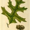 Barrens Scrub Oak (Quercus catesbæi).