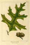 Barrens Scrub Oak (Quercus catesbæi).