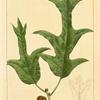 Spanish Oak (Quercus falcata).