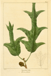 Spanish Oak (Quercus falcata).