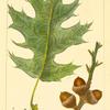 Chêne quercitron (Quercus tinctoria).