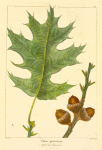 Chêne quercitron (Quercus tinctoria).