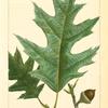 Gray Oak (Quercus ambigua).