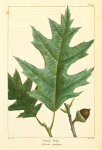 Gray Oak (Quercus ambigua).