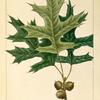 Pin Oak (Quercus palustris).