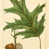 Red Oak (Quercus rubra).