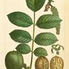 Common European Walnut (Juglans regia).