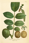 Common European Walnut (Juglans regia).