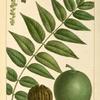 Black Walnut (Juglans nigra).