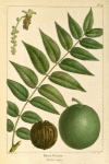 Black Walnut (Juglans nigra).