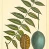 Butter Nut (Juglans cathartica).