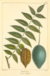 Butter Nut (Juglans cathartica).