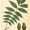 Pacanenut Hickory (Juglans olivæ-formis).
