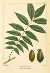 Pacanenut Hickory (Juglans olivæ-formis).