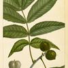 Bitter Nut Hickory (Juglans amara).