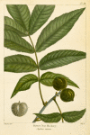 Bitter Nut Hickory (Juglans amara).