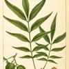 Water bitter Nut [Bitternut] Hickory (Juglans aquatica).