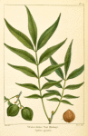 Water bitter Nut [Bitternut] Hickory (Juglans aquatica).