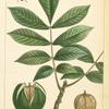 Mocker Nut [Mockernut] Hickory (Juglans tomentosa).