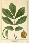 Thick Shell bark [Shellbark] Hickory (Juglans laciniosa).