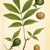 Pignut Hickory (Juglans porcina).
