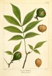 Pignut Hickory (Juglans porcina).