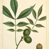 Nutmeg Hickory Nut (Juglans myristicæformis).