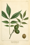 Nutmeg Hickory Nut (Juglans myristicæformis).