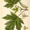 White Maple (Acer eriocarpum).