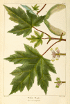 White Maple (Acer eriocarpum).