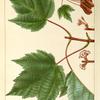 Red flowering Maple (Acer rubrum).