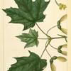 Sugar Maple (Acer saccharinum).