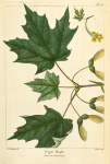 Sugar Maple (Acer saccharinum).