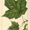 Black Sugar Maple (Acer nigrum).