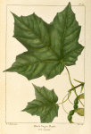 Black Sugar Maple (Acer nigrum).