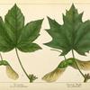 Norway Maple (Acer platanoides); Sycamore (Acer pseudo-platanus).
