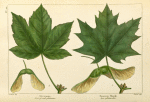 Norway Maple (Acer platanoides); Sycamore (Acer pseudo-platanus).
