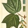 Moose Wood (Acer striatum).