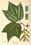 Moose Wood (Acer striatum).
