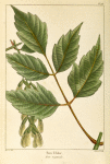 Box Elder [or, Ash-leaved Maple] (Acer negundo).