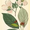 Dogwood (Cornus florida).
