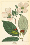 Dogwood (Cornus florida).