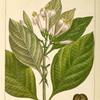 Georgia Bark (Pickneya pubens).