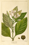 Georgia Bark (Pickneya pubens).