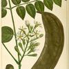 Coffee Tree (Gymnocladus canadensis).