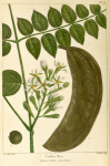 Coffee Tree (Gymnocladus canadensis).