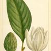 Large Magnolia or Big Laurel (Magnolia grandiflora).