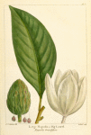 Large Magnolia or Big Laurel (Magnolia grandiflora).