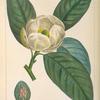 Small Magnolia or White Bay (Magnolia glauca).