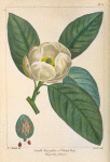 Small Magnolia or White Bay (Magnolia glauca).